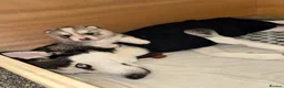 Siberian Husky dogs for sale: Female Siberian husky puppy for sale in Dalkeith - Advert 7