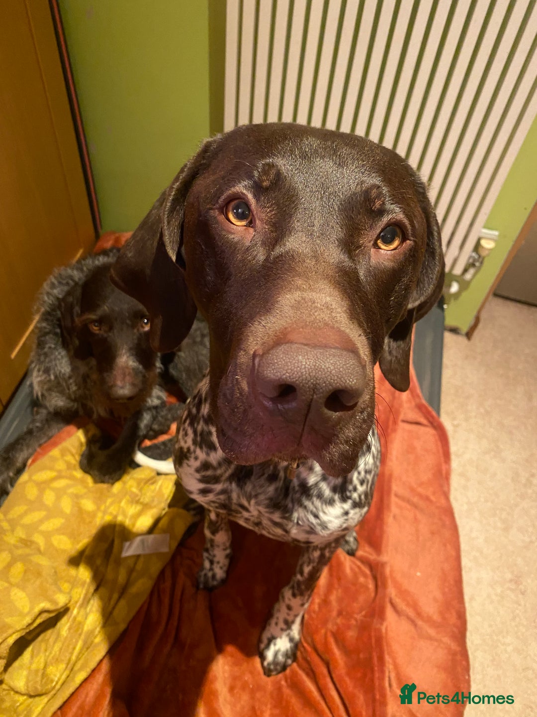 German Shorthaired Pointer dogs for sale: PERFECT TOP DOG £3500 - Advert 1