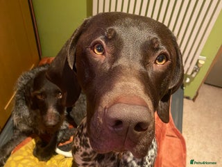 German Shorthaired Pointer dogs PERFECT TOP DOG £3500 - Advert 5