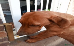 Rhodesian Ridgeback dogs for sale: Ridgeless Rhodesian Ridgeback Puppies For Sale - Image 10