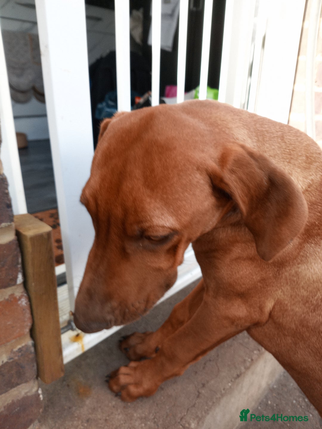Rhodesian Ridgeback dogs for sale: Ridgeless Rhodesian Ridgeback Puppies For Sale - Image 10
