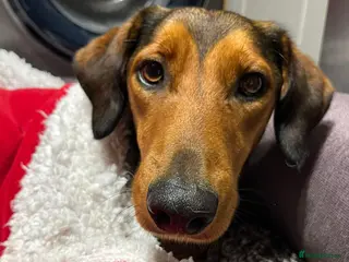 Mixed Breed dogs Dahlia needs her family - Advert 6