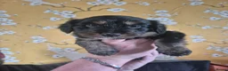 Mixed Breed dogs for sale: Borderpoo puppies - Advert 10