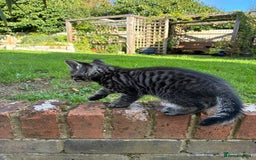 Mixed Breed cats for sale: Adorable Playful Happy Mixed breed kittens - Image 20