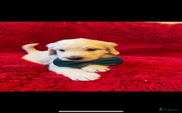 Double Doodle dogs for sale: Beautiful Double Doodles puppies  - Image 8