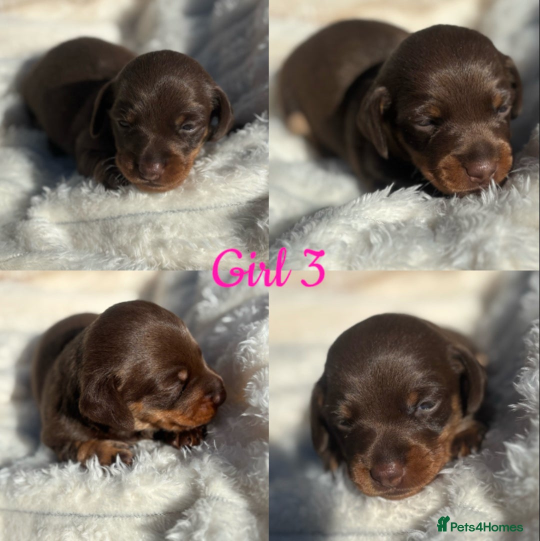 Miniature Dachshund dogs for sale: KC Miniature Dachshunds  - Image 5