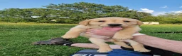 Labrador Retriever dogs for sale: 5 beautiful labrador pups looking forever homes  - Advert 6