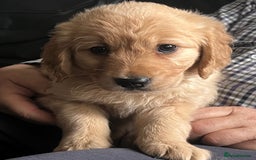 Golden Retriever dogs for sale: 🐾 Golden Retriever Puppies – Ready Now! 🐾 - Image 11