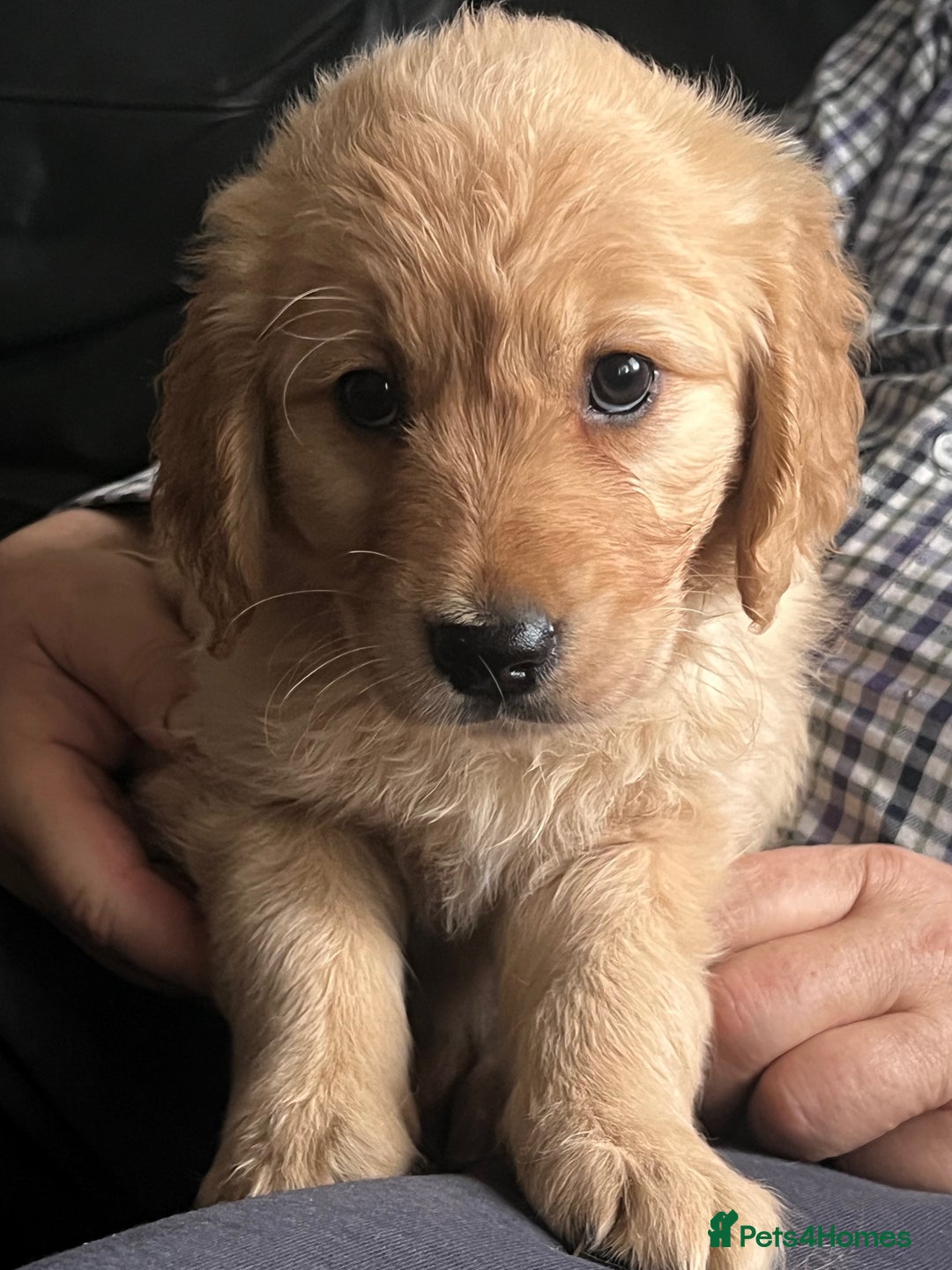 Golden Retriever dogs for sale: 🐾 Golden Retriever Puppies – Ready Now! 🐾 - Image 11