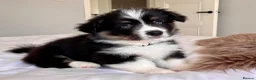 Welsh Corgi Pembroke dogs for sale: Stunning Fluffy Long-Haired (Fluffy) Corgi Puppies - Advert 7