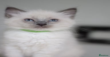 Ragdoll cats - Advert 5