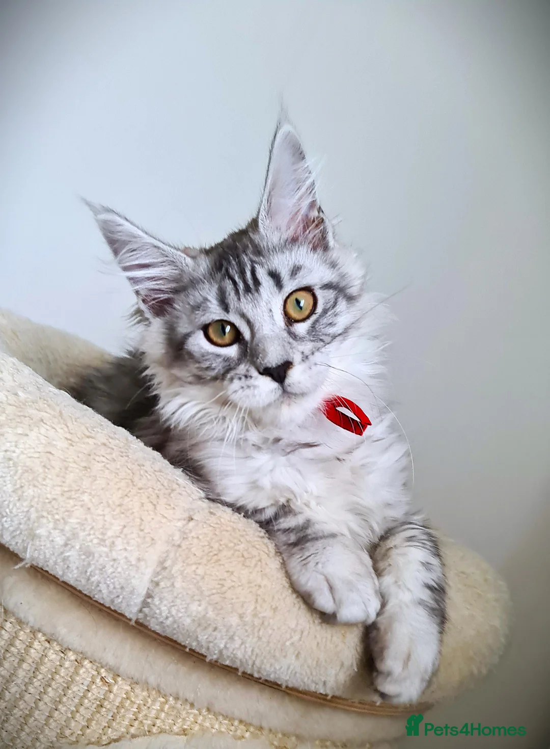 Maine Coon cats for sale: STUNNING 4️⃣ PEDIGREE MAINE COON KITTENS READY ❗❗❗ - Advert 24