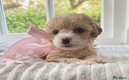 Cavapoochon dogs for sale: Cavapoochon puppies - Image 23