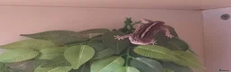 Leopard Gecko reptiles for sale: Leopard gecko + full set up - Advert 6