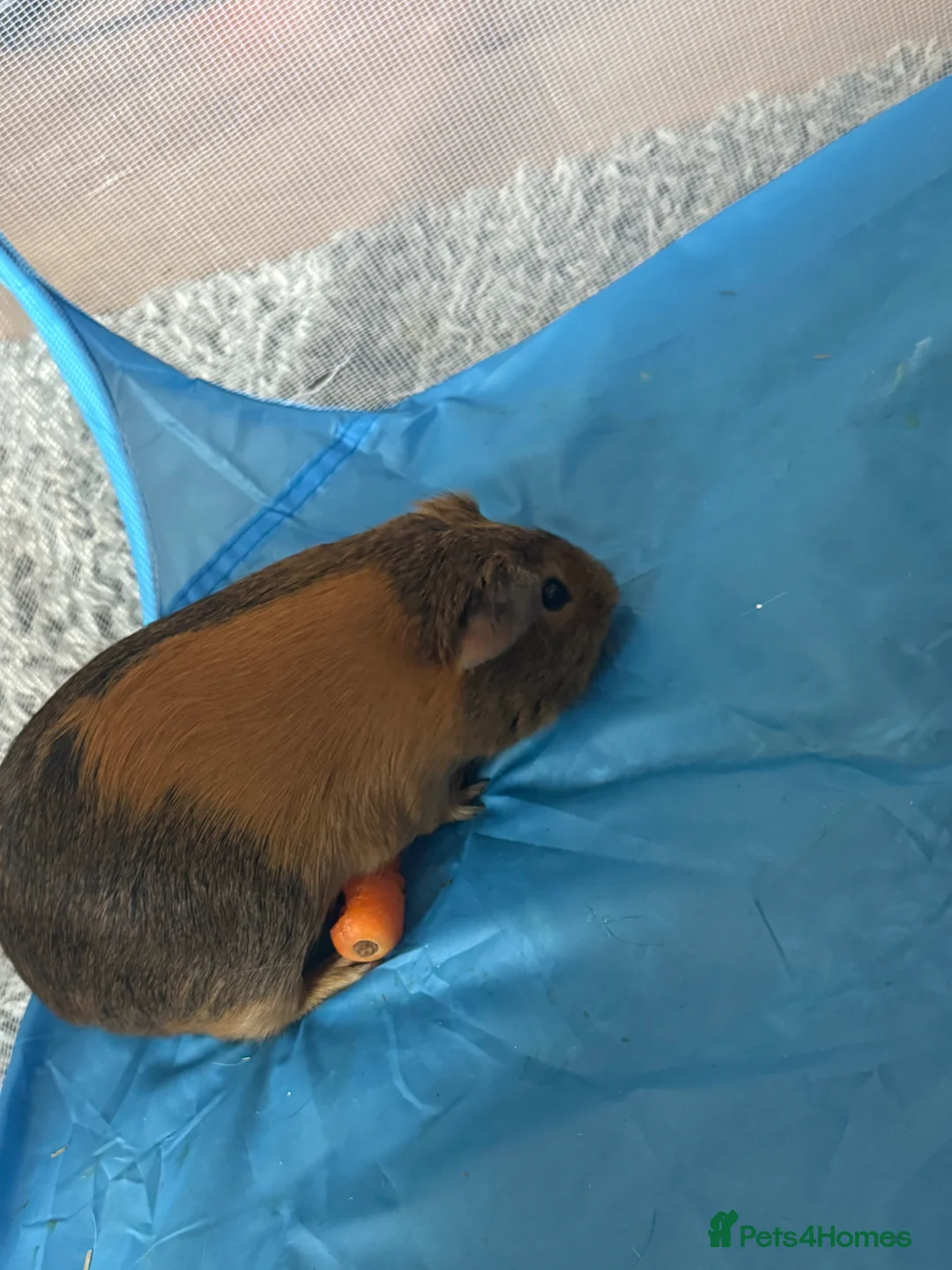 Guinea Pig rodents for sale: Beautiful boy needing a home - Advert 2