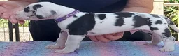 Great Dane dogs for sale: Merle puppy bitch - Advert 5