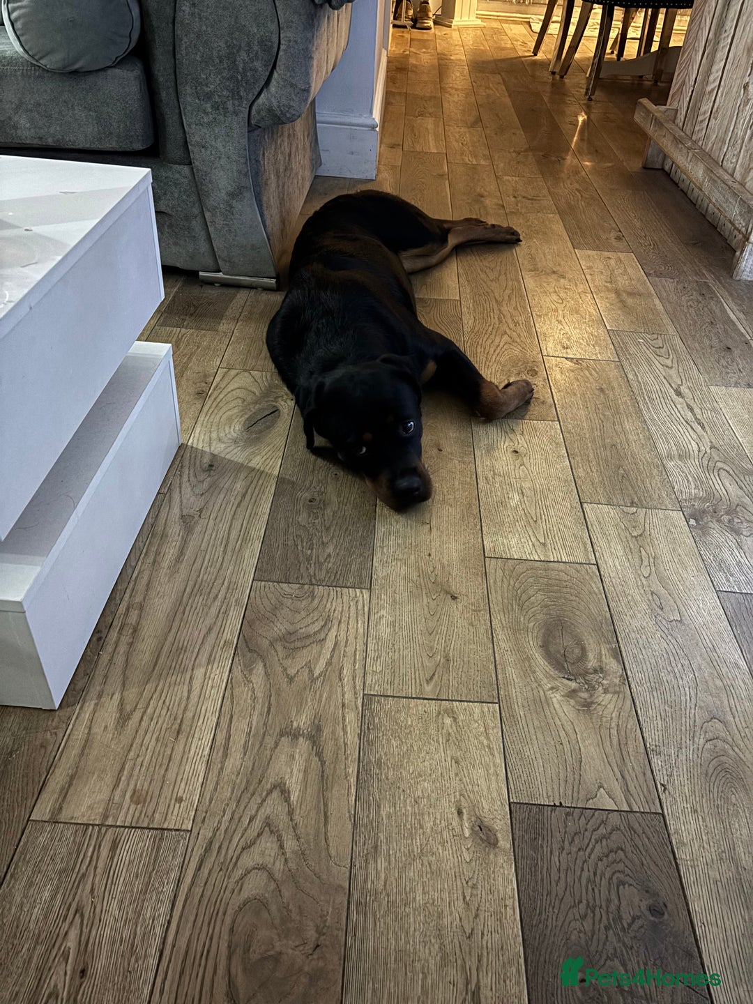 Rottweiler dogs for sale: 10month old rottie bitch - Advert 6