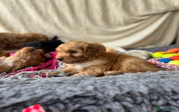 Cavapoo dogs for sale: Quality bred Cavapoo F1 - Image 16