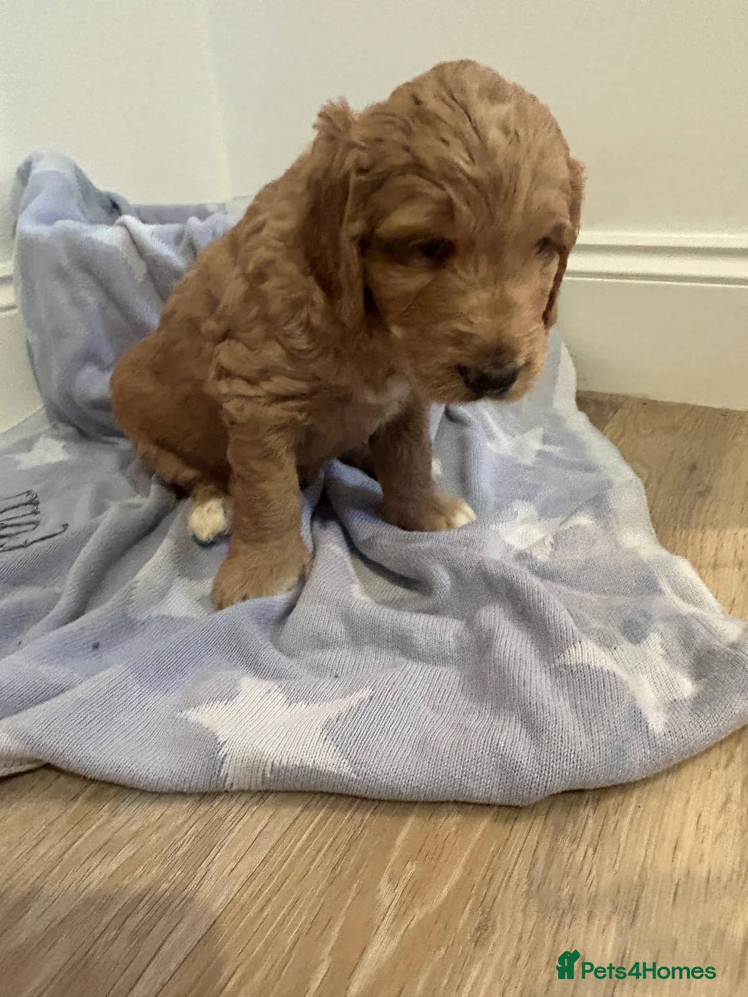 Australian Labradoodle dogs for sale: Beautiful, spoilt Austrian labradoodle puppies  - Advert 7