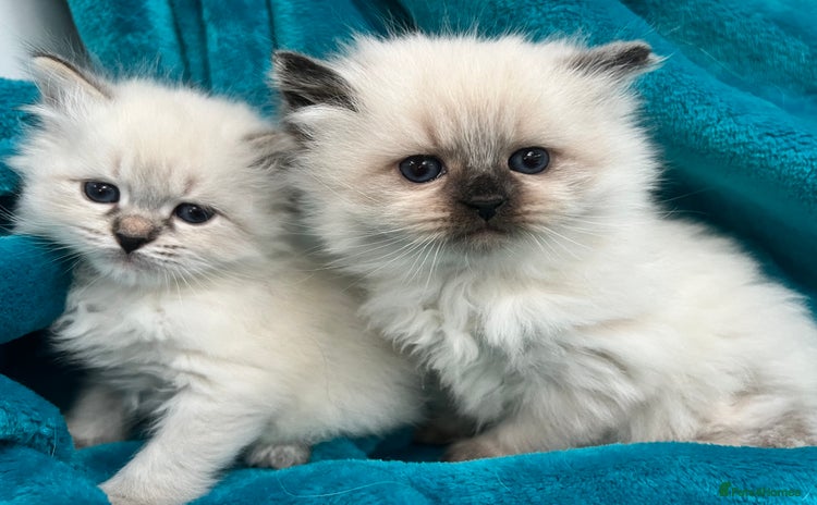 Siberian cats - Advert 2