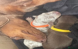 Miniature Dachshund dogs for sale: Miniature Dachshunds  - Image 5