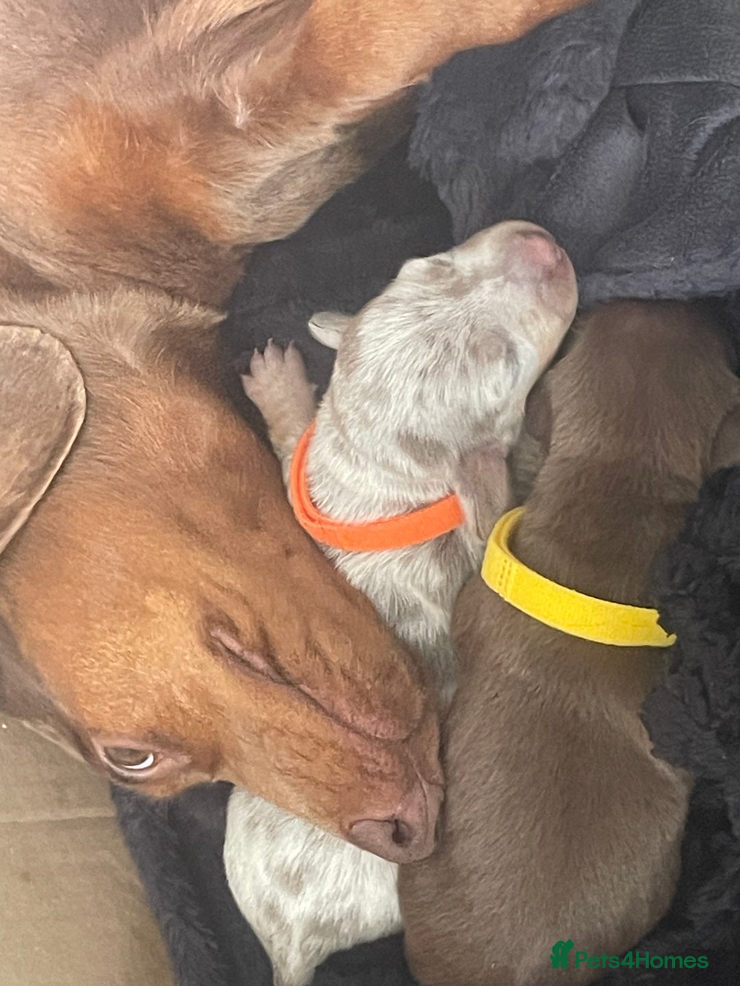 Miniature Dachshund dogs for sale: Miniature Dachshunds  - Image 5