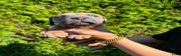 Cane Corso dogs for sale: Cane Corso puppies - Advert 26