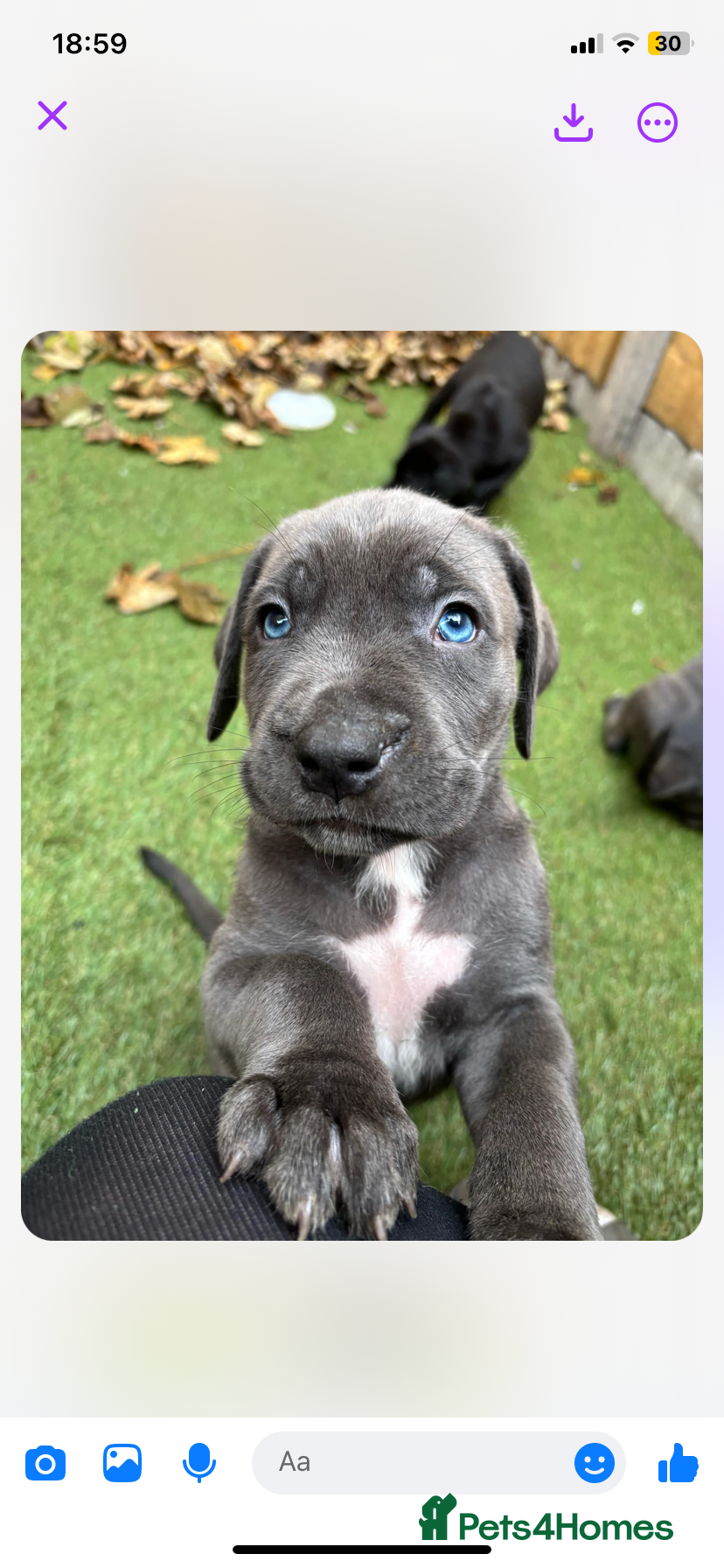 Presa Canario dogs Mr Sox  - Advert 1