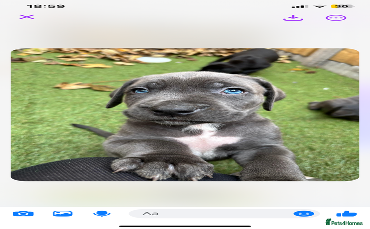 Presa Canario dogs - Advert 2