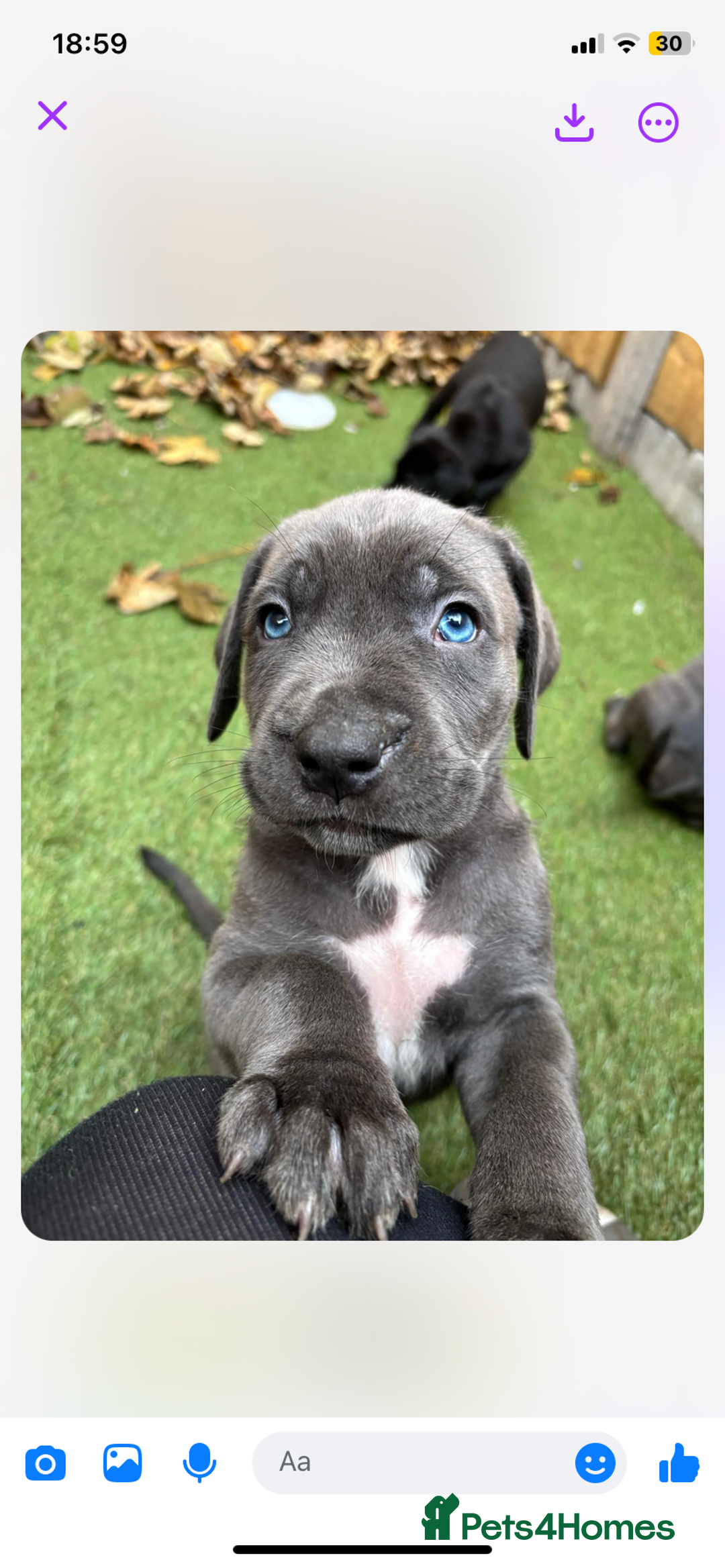 Presa Canario dogs for stud: Mr Sox  - Image 1