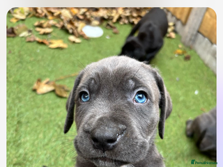 Presa Canario dogs for stud - Advert 1