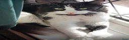 Mixed Breed cats for sale: Beautiful fluffy kittens  - Advert 29