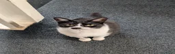Domestic Shorthair cats for sale: Topsy - Looking for a new home  - Advert 2