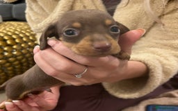 Miniature Dachshund dogs for sale:  ⭐️🐶Tiny tiny miniature dachshunds🐶⭐️ - Image 1