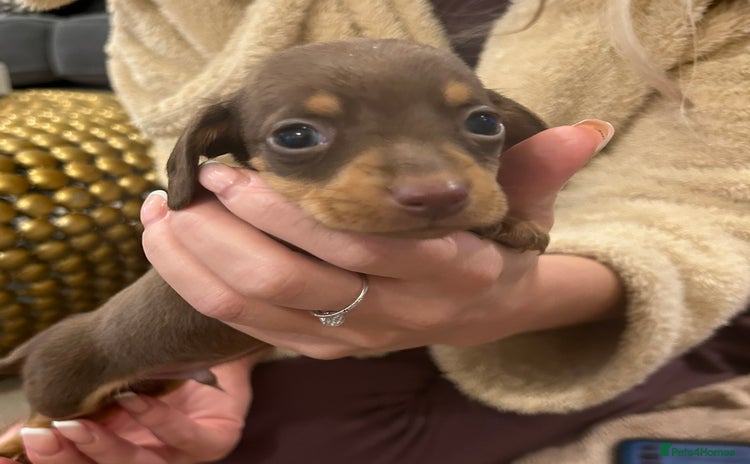 Miniature Dachshund dogs - Advert 5