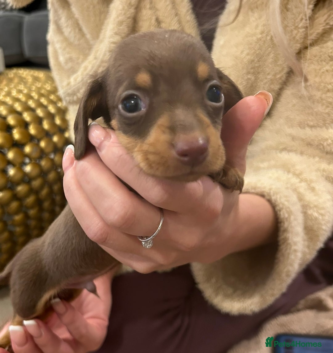 Miniature Dachshund dogs for sale:  ⭐️🐶Tiny tiny miniature dachshunds🐶⭐️ - Image 1