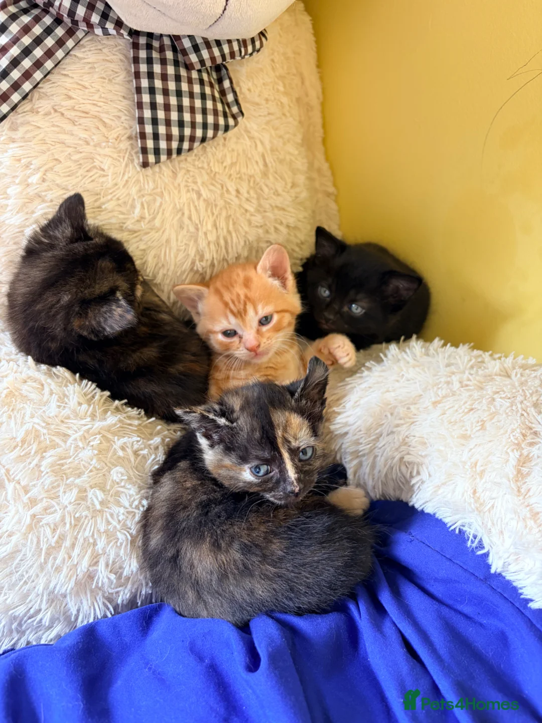 Mixed Breed cats for sale: READY 1ST JUNE - Kittens need a forever home in Chatham - Advert 1
