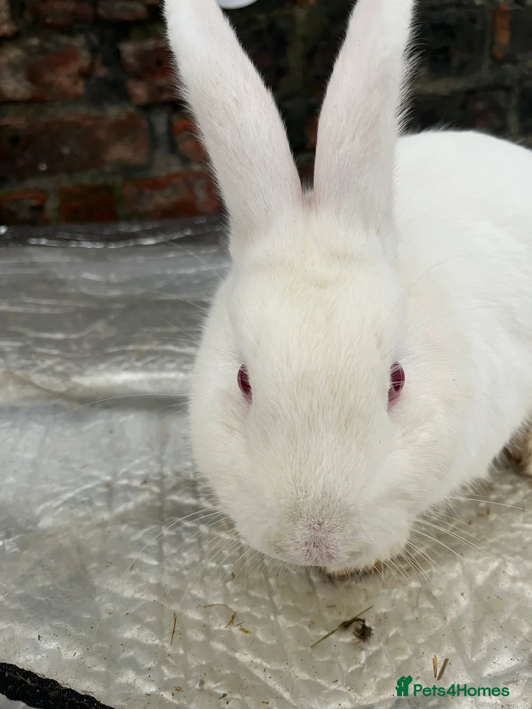 Mixed Breed rabbits for sale: Gorgeous albino rabbit for sale - Advert 3