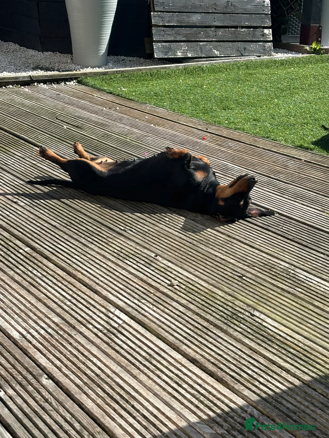 Dachshund dogs for sale: Dachshund girl 4 years old  - Advert 3