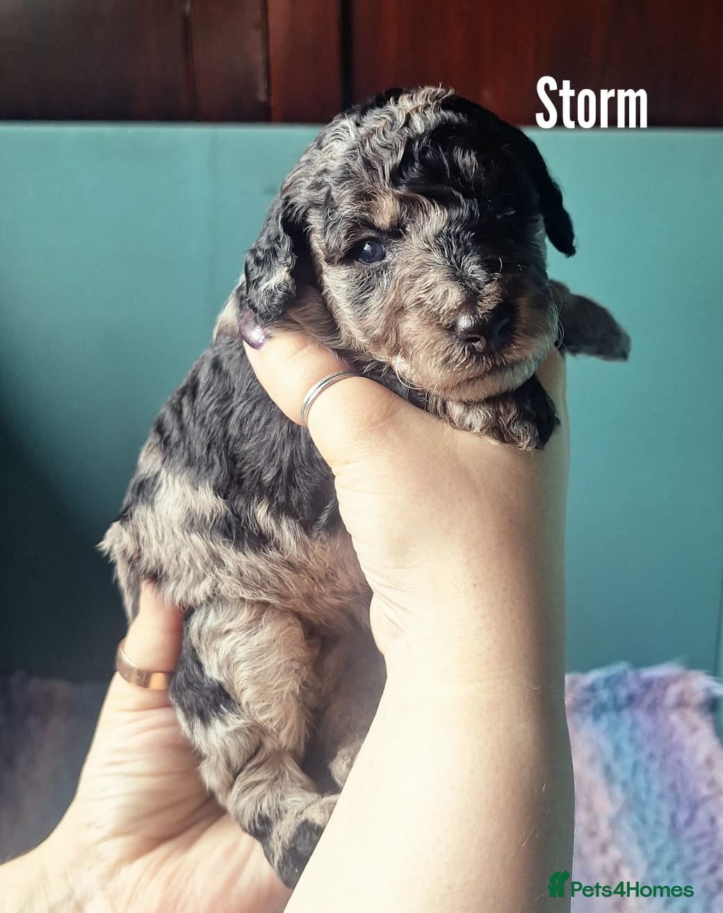 Labradoodle dogs Exceptional F7 Labradoodle puppies  - Advert 8