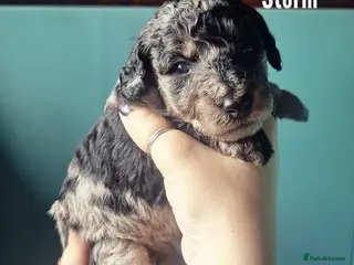 Labradoodle dogs Exceptional F7 Labradoodle puppies - Advert 8