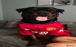 Rottweiler dogs for sale: Pedigree German chunky Rottweiler puppies  - Advert 25