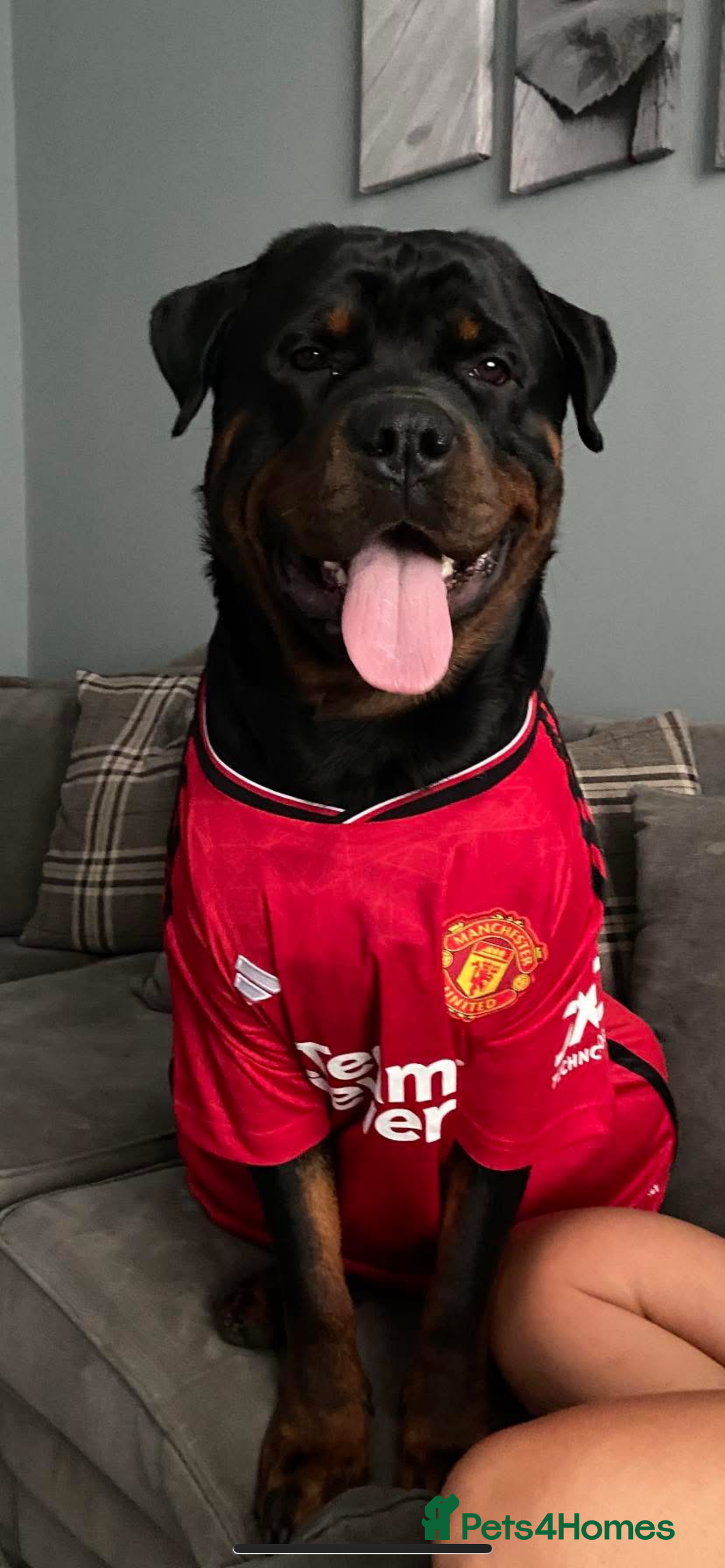 Rottweiler dogs for sale: Pedigree German chunky Rottweiler puppies  - Advert 25