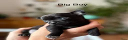 Chihuahua dogs for sale: Black grey rare chihuahua pups, healthy parents N1 - Advert 8