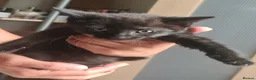 Mixed Breed cats for sale: 6 Fluffy Kitties - Advert 10
