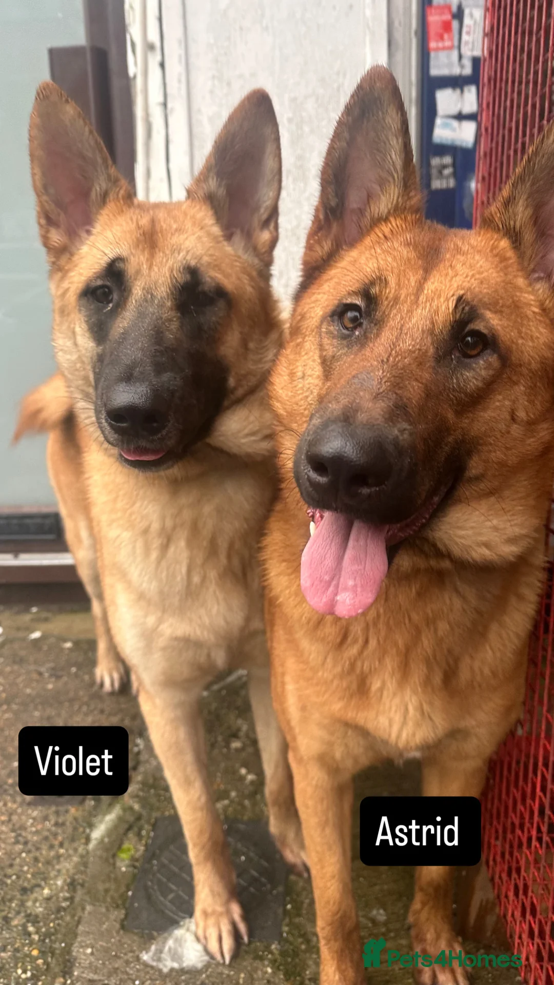 Mixed Breed dogs for sale: Akita x Malinois/Malamute – Sister Puppies in Ilford - Advert 8