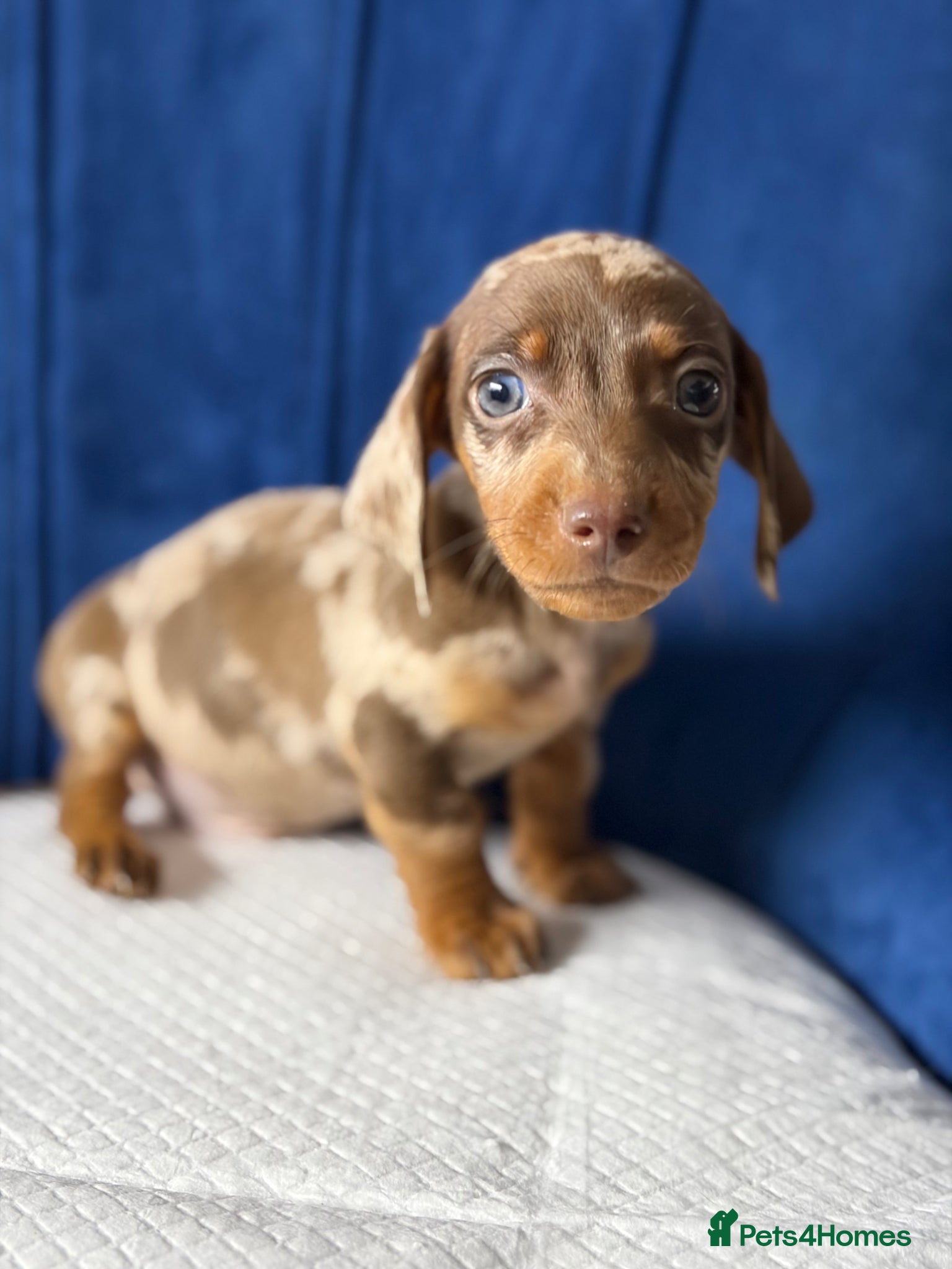 Miniature Dachshund dogs Miniature Dachshunds 8 weeks old  - Advert 6