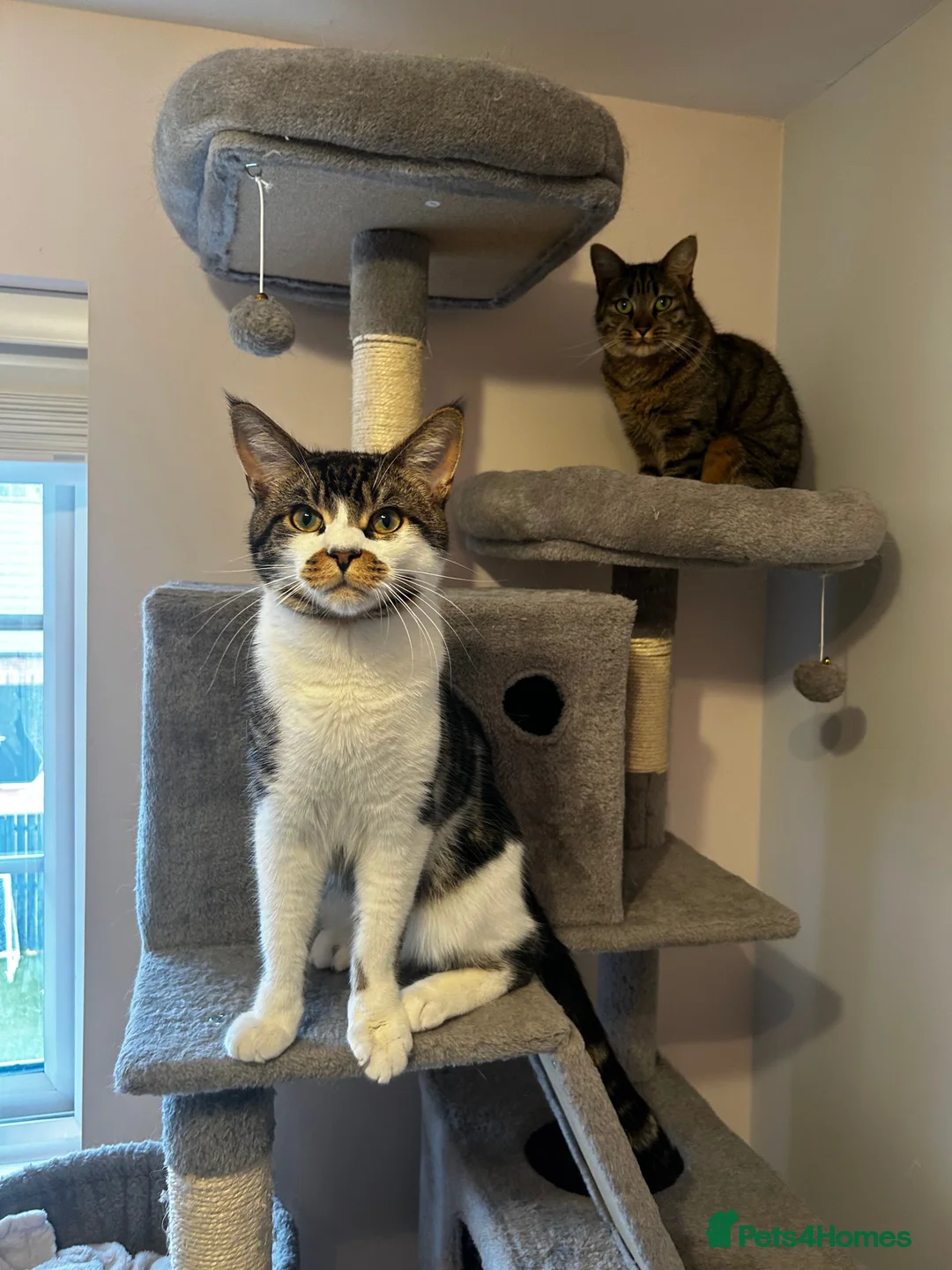 Mixed Breed cats for sale: READY TO GO little half Maine Coon kittens  - Advert 12