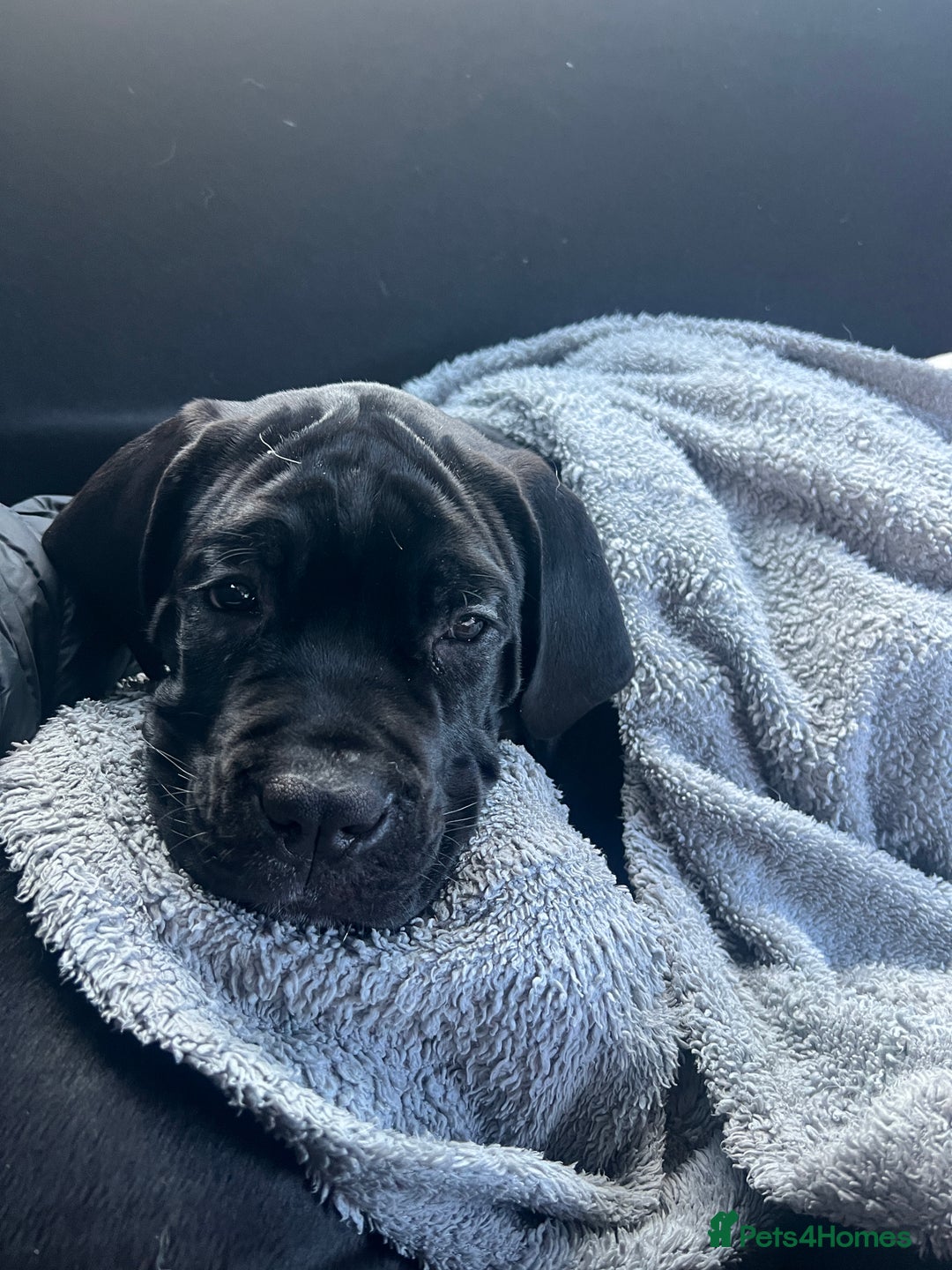 Cane Corso dogs for sale: Cane corso Russian champ bloodline puppies  - Advert 12