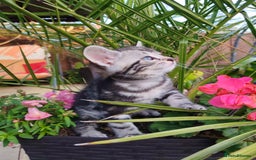 Mixed Breed cats for sale: Cute Bengal mix Kittens looking for loving homes🐱 - Image 16